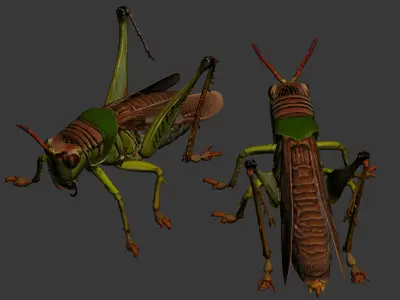 Fine locusts 3D model