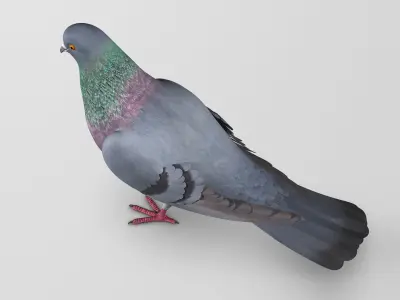 Pigeon A - Folded Wings 3D model