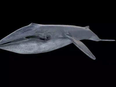 Blue whale 3D model
