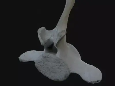 Whale vertebra Low-poly 3D model