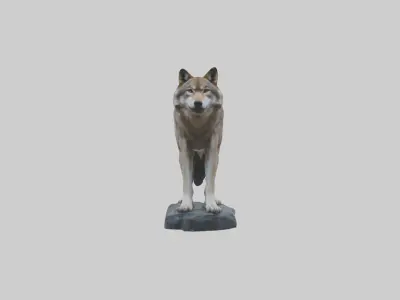 Himalayan Wolf Low-poly 3D model