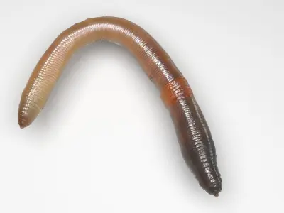 Earthworm 3D model