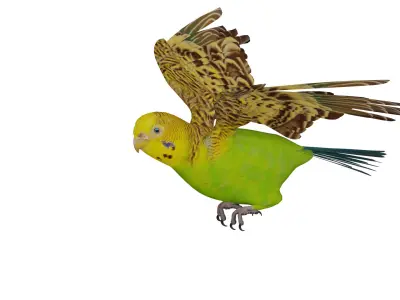 Budgerigar Parrot Bird Low-poly 3D model