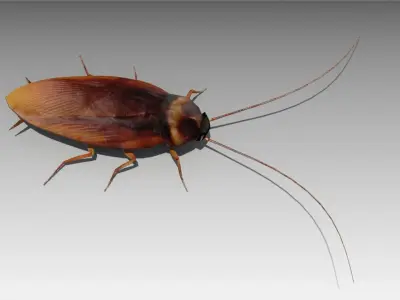 Cockroach Low-poly 3D model