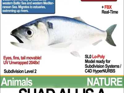 Allis Shad A 3D model
