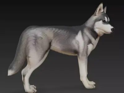 Realistic Husky 3D Model High Detail 3D model