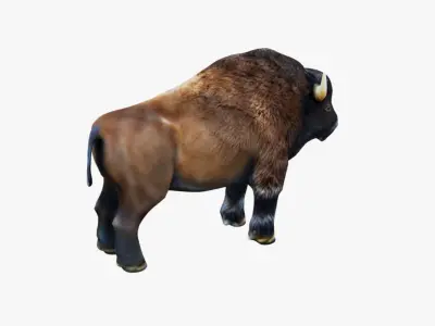 Bison Free 3D model