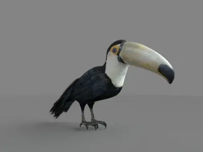 3D Toucan model 3D model
