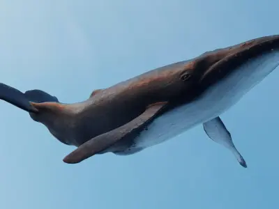 Whale - low poly 3D model flying in sky Low-poly 3D model