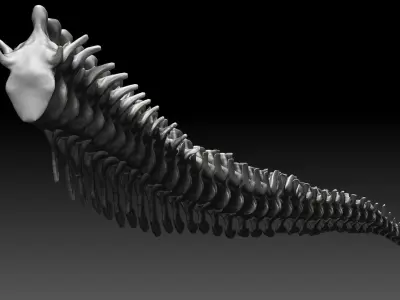Dinosaur Tarbosaurus Bataar Tail Set 3D model