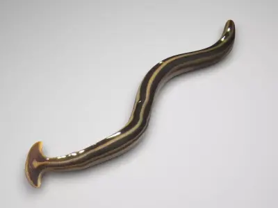 Hammerhead Worm 3D model