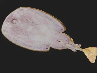 Skate Low-poly 3D model