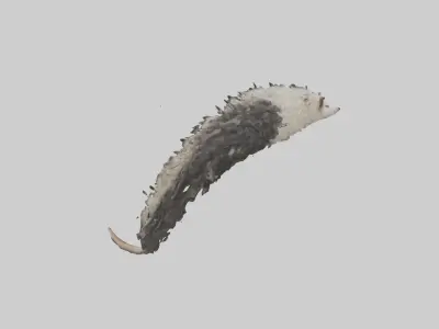 Opossum Tail Model 3D model