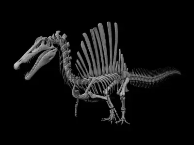 Spinosaurus aegyptiacus skeleton Low-poly 3D model