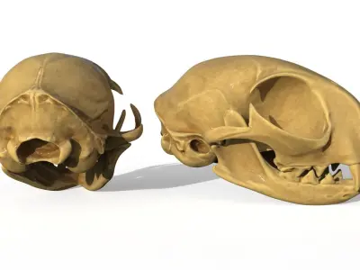 Cat skull  3D model
