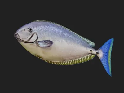 Unicornfish Low-poly 3D model