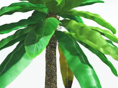 EVERYPlant Bjuvia Cycad 2 --12 Models-- 3D model