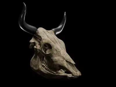 Realistic Cow Skull 3D Model Fully Textured UV Mapped Free 3D model