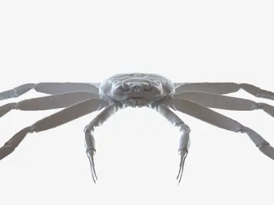 Snow crab 3D model