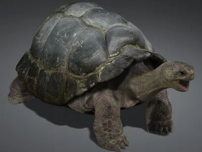 Tortoise (RIGGED) 3D model