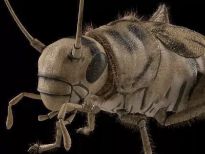 Cricket Insect Low-poly 3D model
