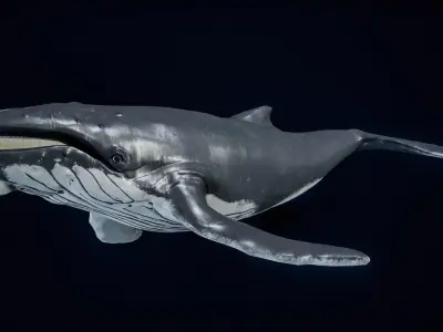 Humpback Whale PBR 3D model