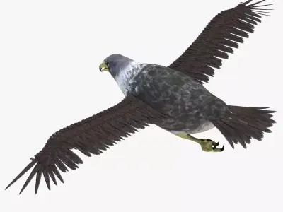Falcon bird rigged 3d model Low-poly 3D model