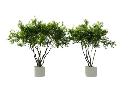 Indoor Plants Free 3D model purchase