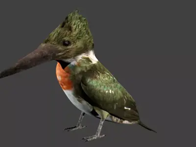 lowpoly bird kingfisher Low-poly 3D model