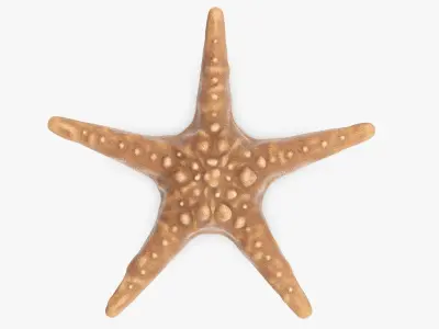 Sea star on a ground 3D model