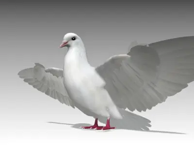 White Dove Low-poly 3D model
