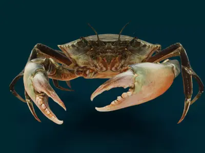 Ocean Animals Pack 3D model