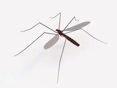Mosquito 3d model Low-poly 3D model