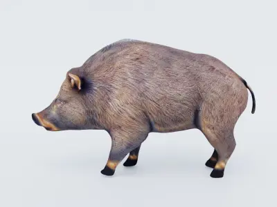 Boar Animal Free 3D model purchase