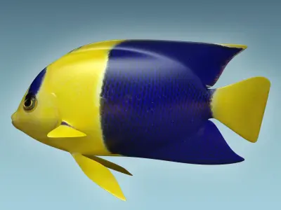 Anglefish 6 angelfish 3D model