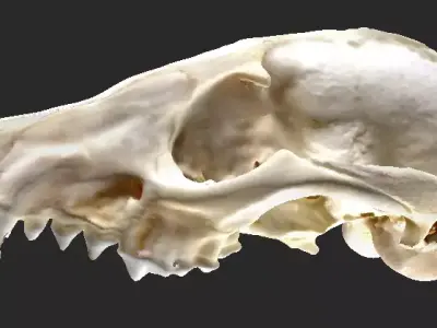  3D Scan of Fox Cranium  3D model