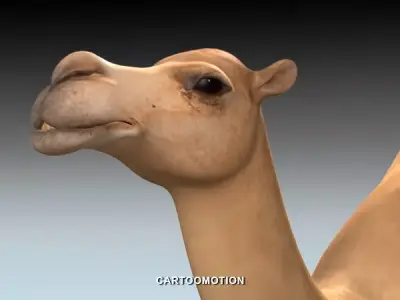 Adult Camel Free low-poly 3D model