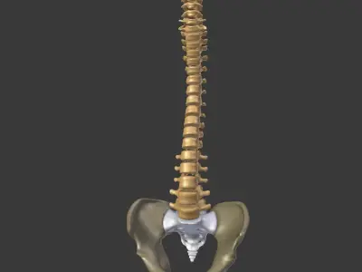 Spine - Tailbone - Sternum Low-poly 3D model