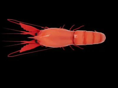 Shrimp 3D model