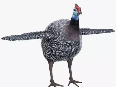 Guineafowl bird rigged 3d model Low-poly 3D model