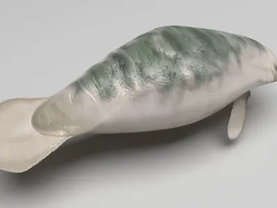 Manatee 3D model