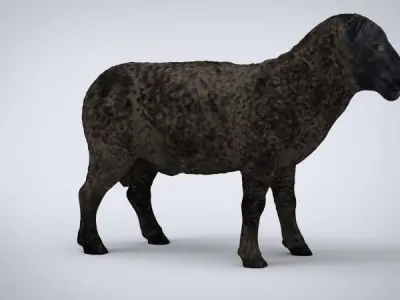 BLACK SHEEP Low-poly 3D model