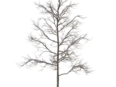Mountain Ash Tree 06 3D model