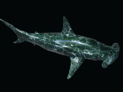 Shark Hammerhead Sphyrnidae 3D model
