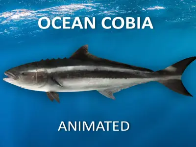 Cobia Fish Animated 3D model