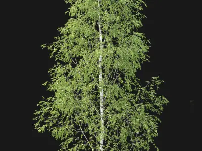 Birch forest part 12 3D model