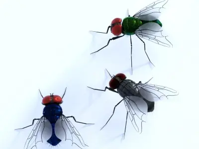 Flies for DAZ 3D model