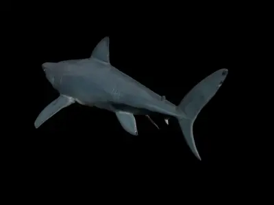 Shark With scars Low-poly 3D model