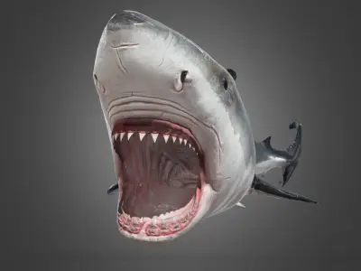 Shark Animation Low-poly 3D model