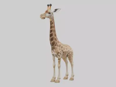Masai giraffe Low-poly 3D model